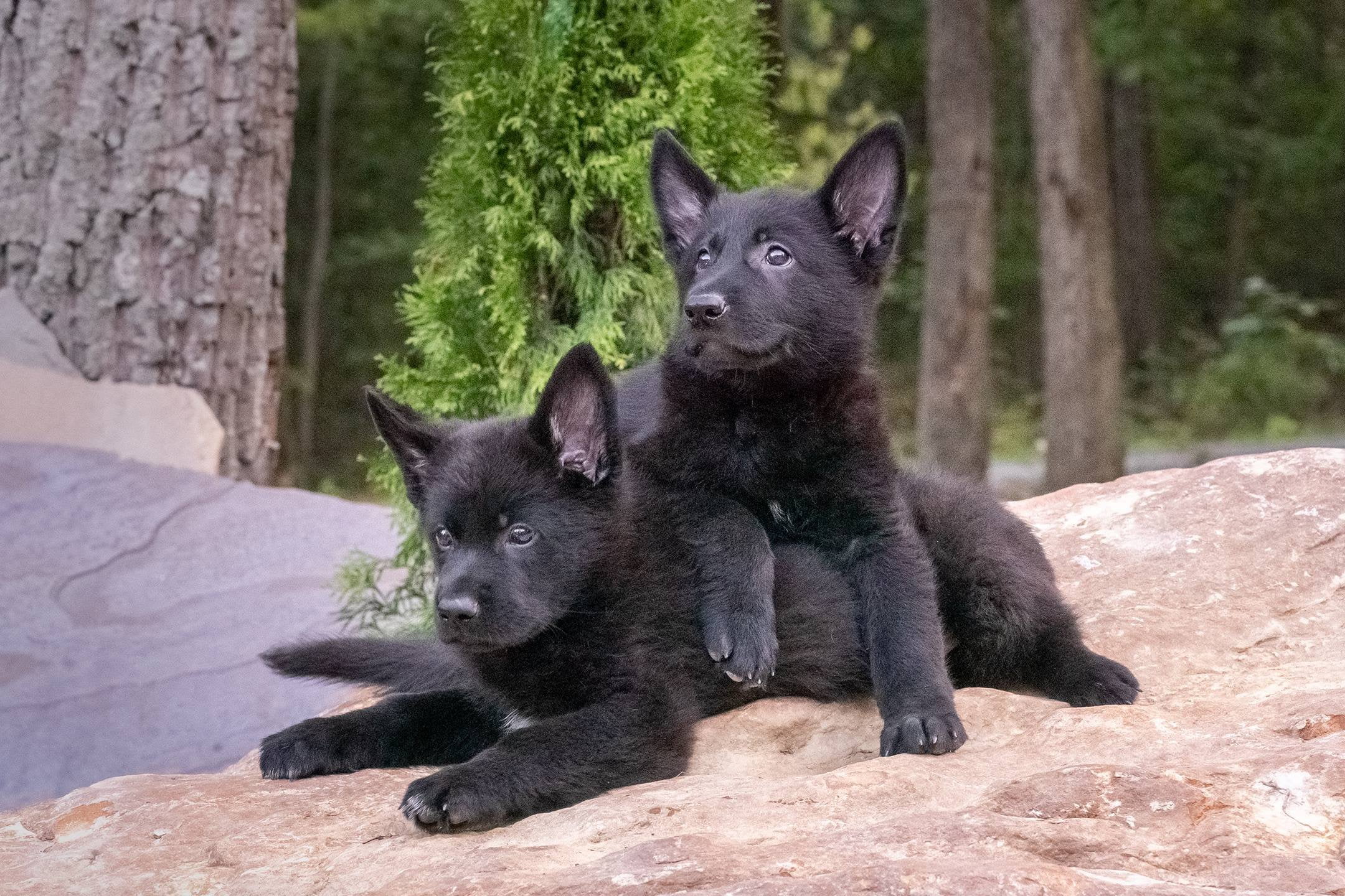 Image of Black German shepherd posted on 2022-03-13 14:06:50 from Bangalore